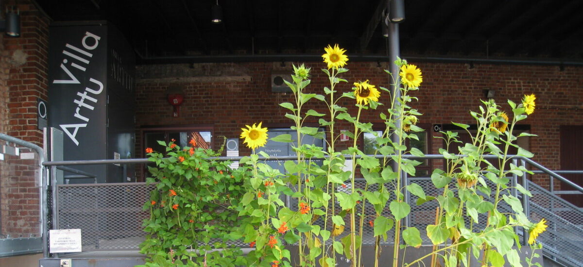 Etualalla rivi keltaisia auringonkukkia, taustalla vasemmalla harmaa ulko-ovi, jossa teksti Villa Arttu